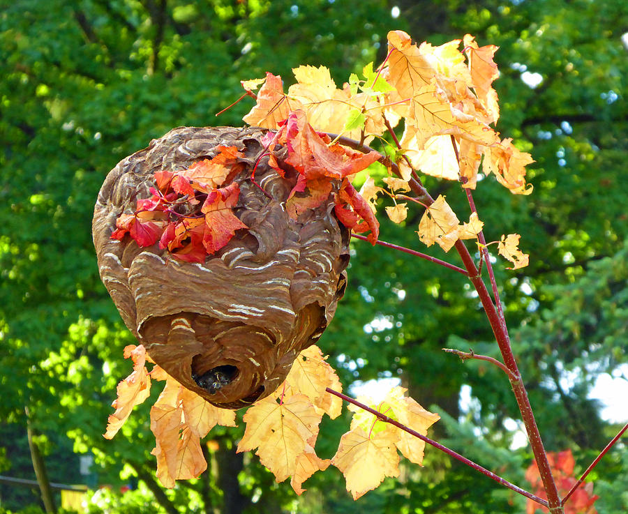 Wasp Nest 2 Photograph by Laurie Tsemak