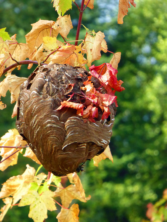 Wasp Nest 4 Photograph by Laurie Tsemak