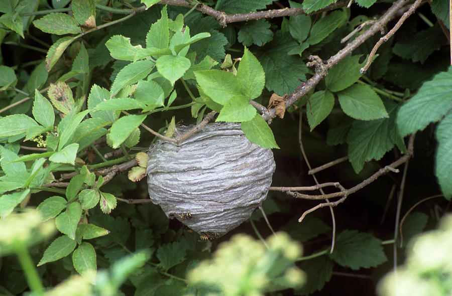 Wasp Nest Photograph by Alan Punton Esq/science Photo Library