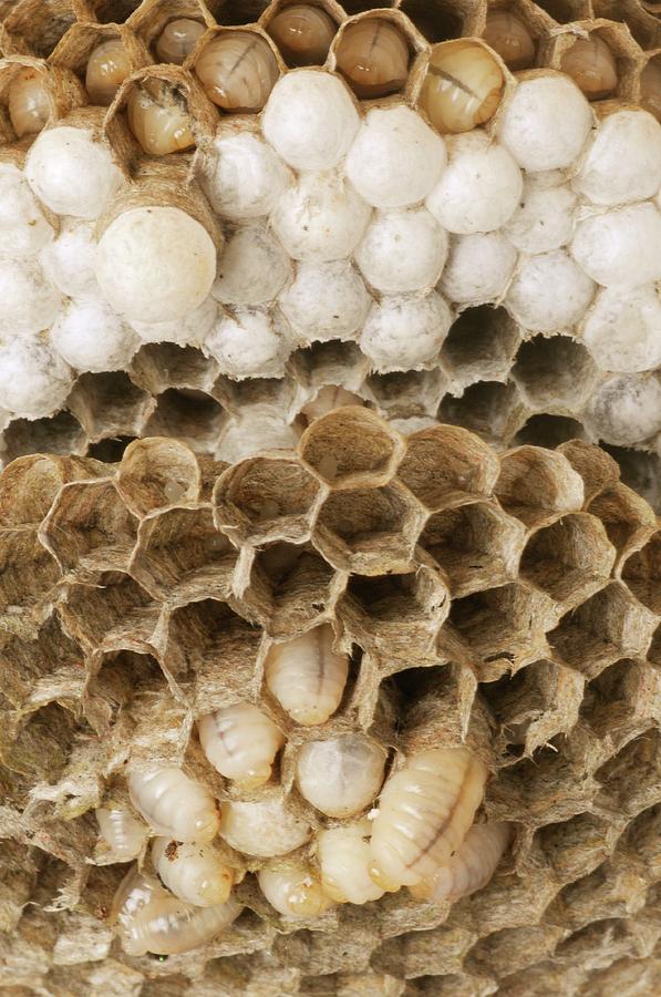 Nature Photograph - Wasp Nest by Cordelia Molloy