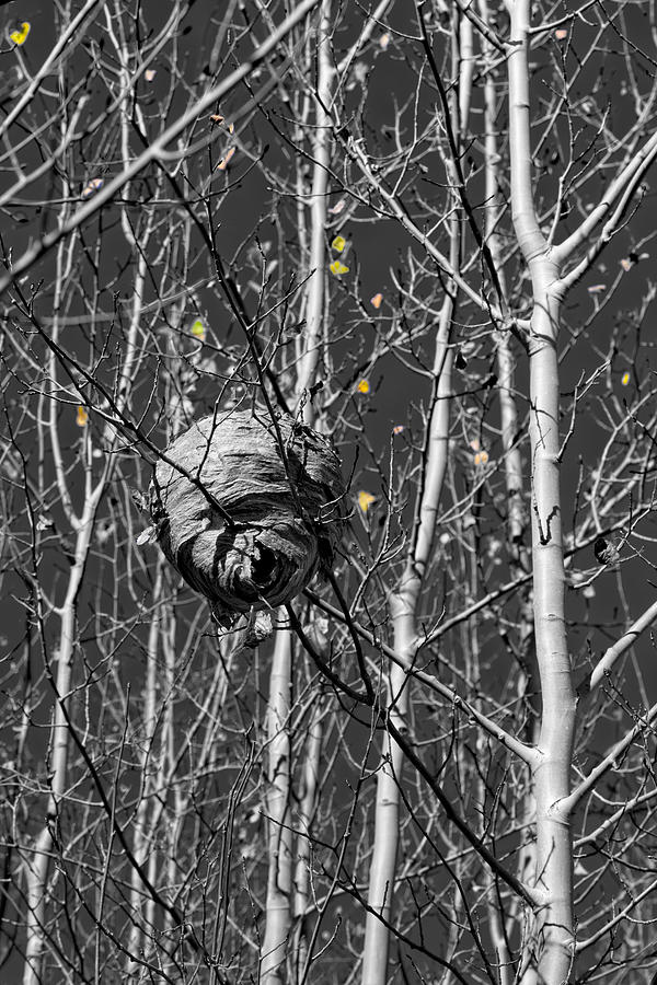 Black And White Photograph - Wasp Nest in Aspen by Kathleen Bishop
