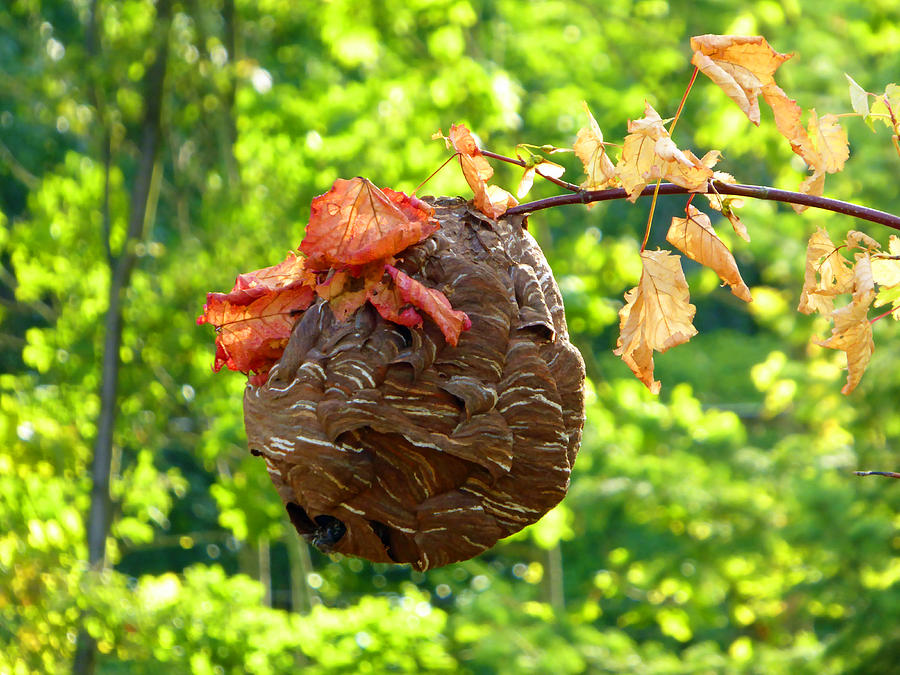 Wasp Nest Photograph by Laurie Tsemak