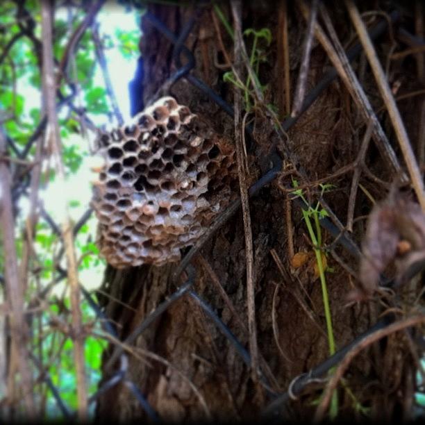 Nature Photograph - Wasp Nest #nature by Judy Green