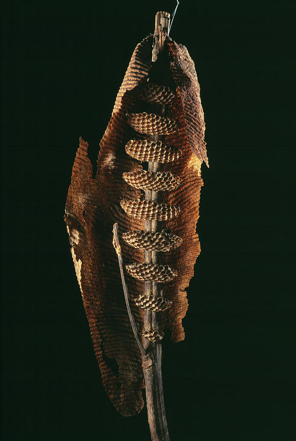Wildlife Photograph - Wasp Nest by Pascal Goetgheluck/science Photo Library