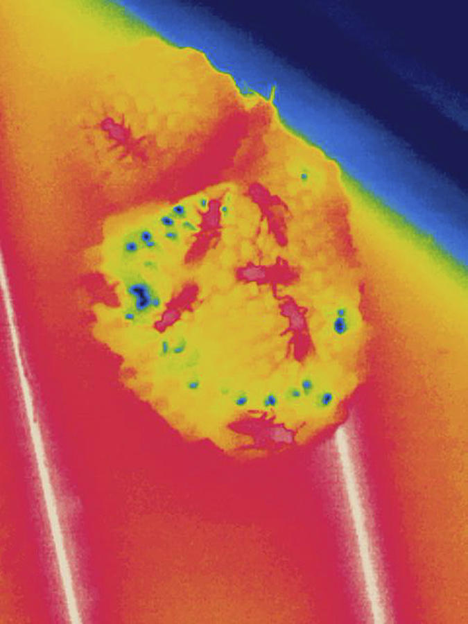 Wasp Nest, Thermogram Photograph by Science Stock Photography