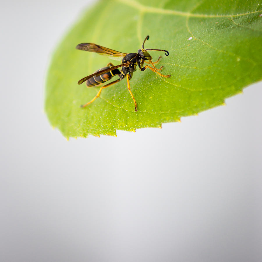Wasp on a sunflower leaf Photograph by Chris Bordeleau