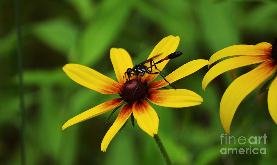 Wasp on a Susan Photograph by Kevin Fortier