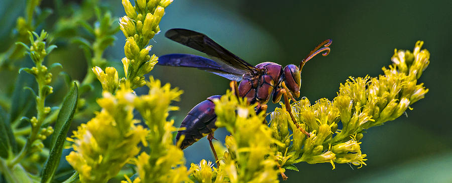 Wasp on a Weed Bloom Photograph by Michael Whitaker