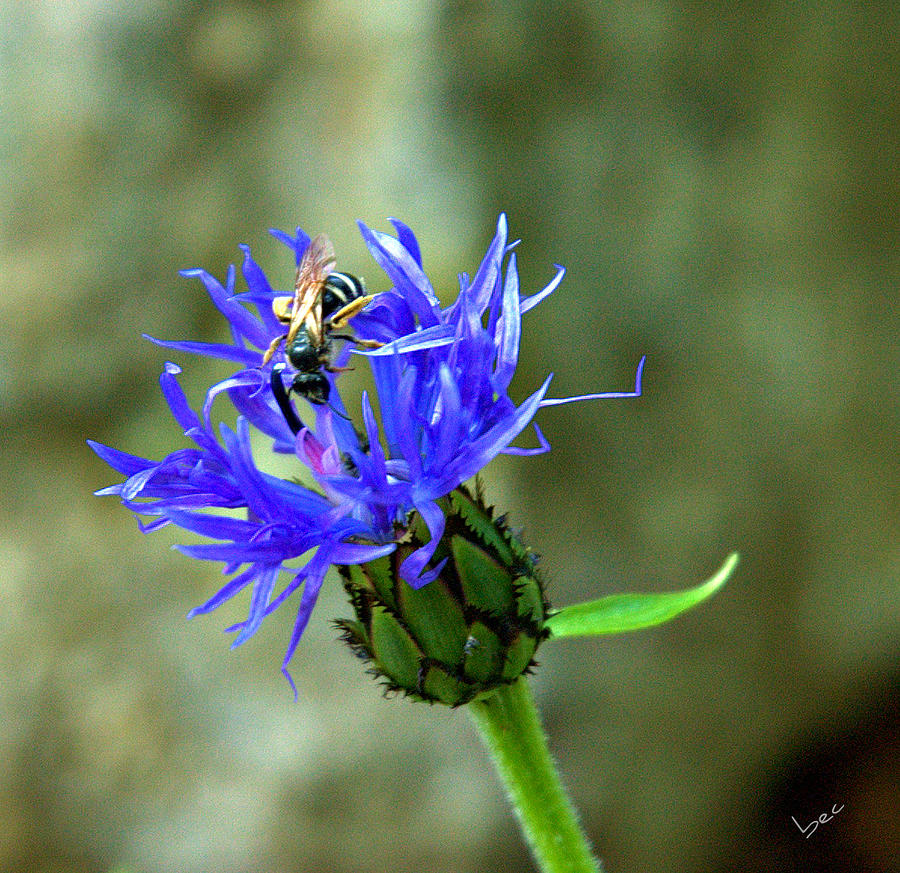 Wasp on blue flower Photograph by Bruce Carpenter