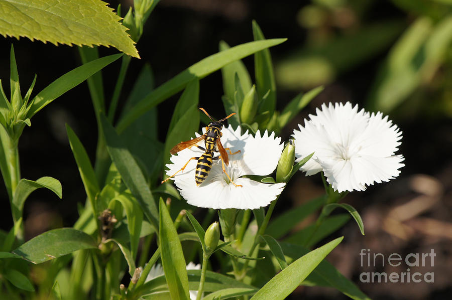 Insects Photograph - Wasp on Dianthus Floral Lace White Flower 1 by Robert E Alter Reflections of Infinity