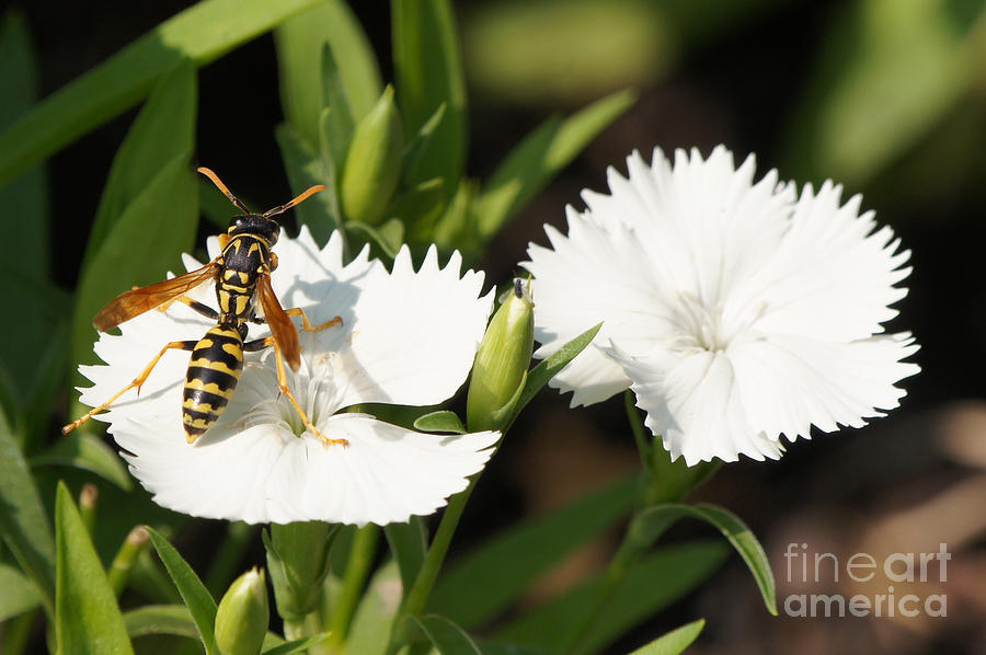 Wasp on Dianthus Floral Lace White Flower 2 Photograph by Robert E Alter Reflections of Infinity