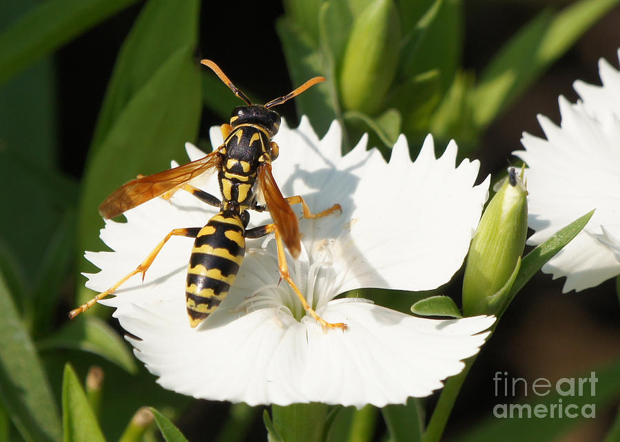 Wasp on Dianthus Floral Lace White Flower 3 Photograph by Robert E Alter Reflections of Infinity