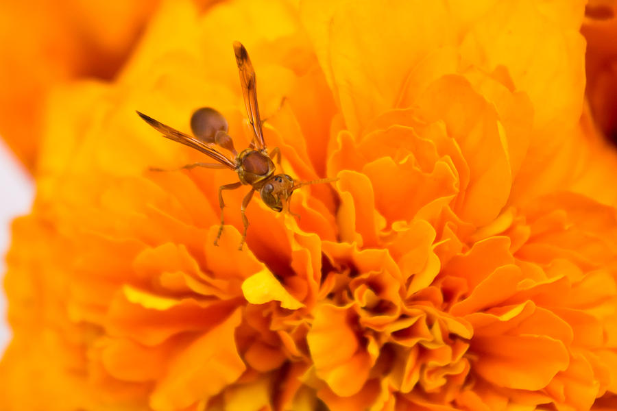 Wasp on flower Photograph by SAURAVphoto Online Store