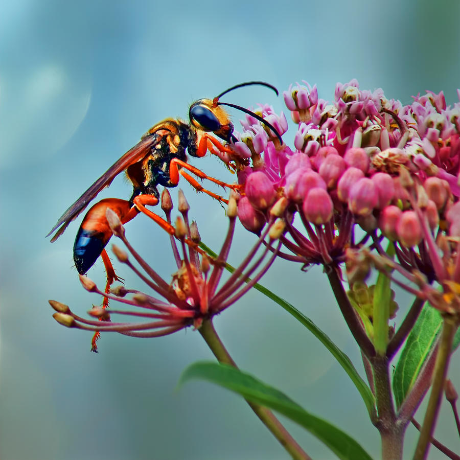 Wasp on Milkweed Photograph by Nikolyn McDonald
