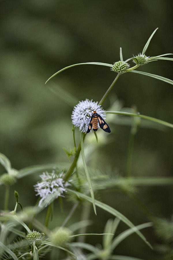 Wasp Pollination  Photograph by Douglas Barnard