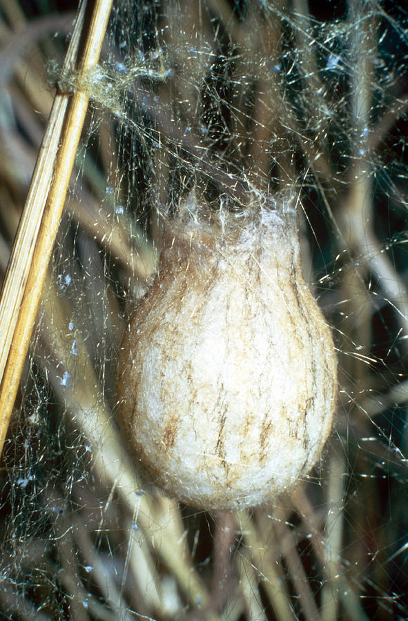 Wasp Spider Nest Photograph by Perennou Nuridsany