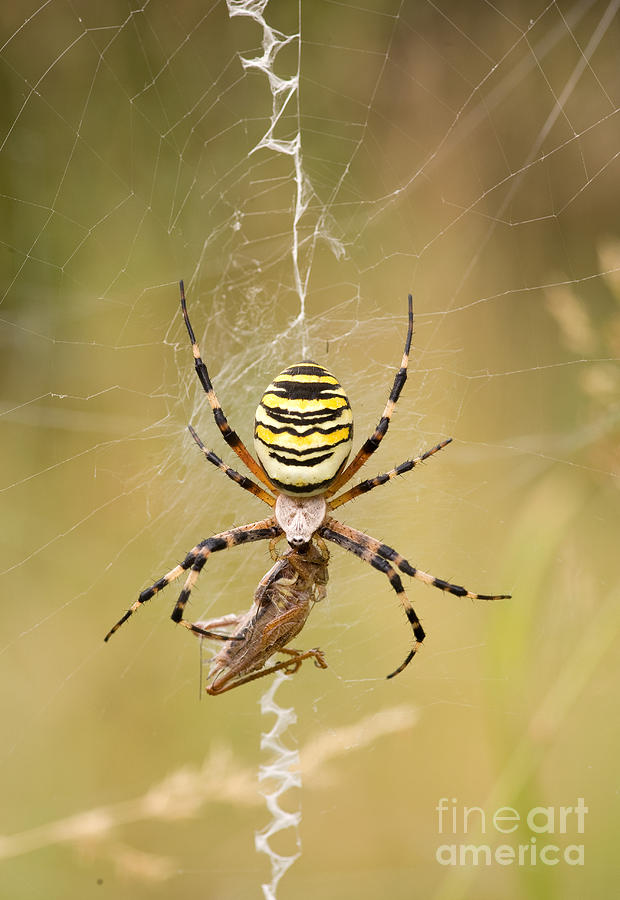 Wasp Spider With Prey Photograph by Matthias Lenke