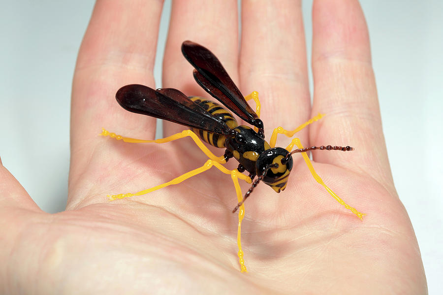 Wasp Photograph by Tomasz Litwin - Fine Art America