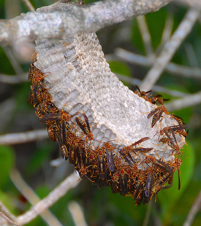 Wasp Nest Everglades Florida. Photograph by David Lee Thompson