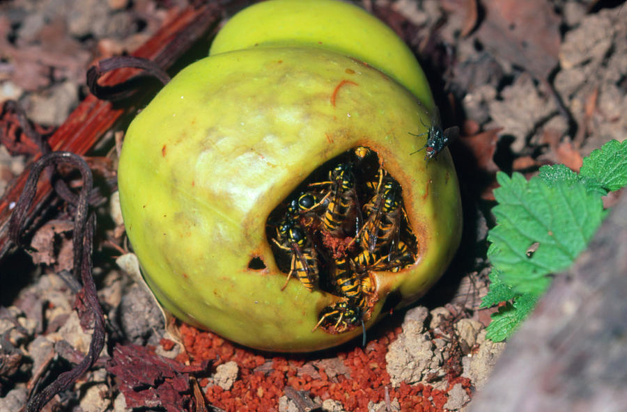 Wasps Feeding On A Fallen Apple Photograph by Sinclair Stammers/science Photo Library