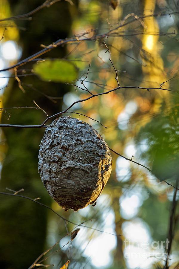 Wasps Nest Photograph by Belinda Greb
