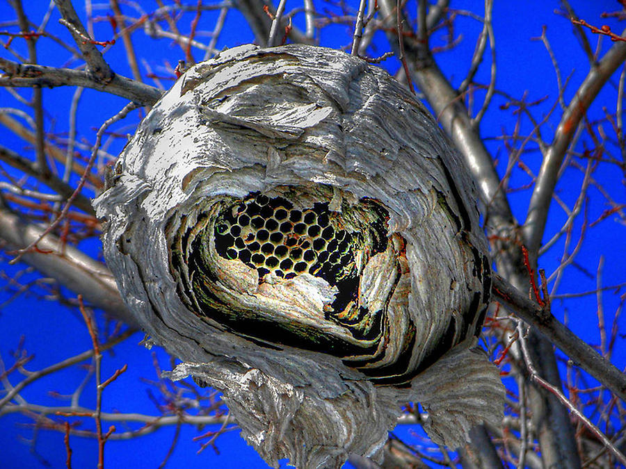 Pattern Photograph - Wasps Nest by Larry Trupp