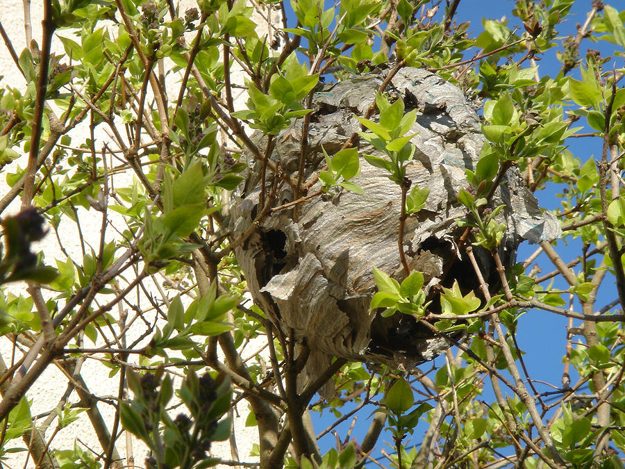 Wasps Nest Photograph by Rod Johnson