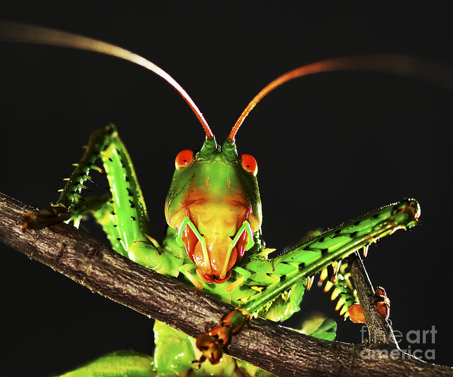 Grasshopper Photograph - Wassup by Richard Mason