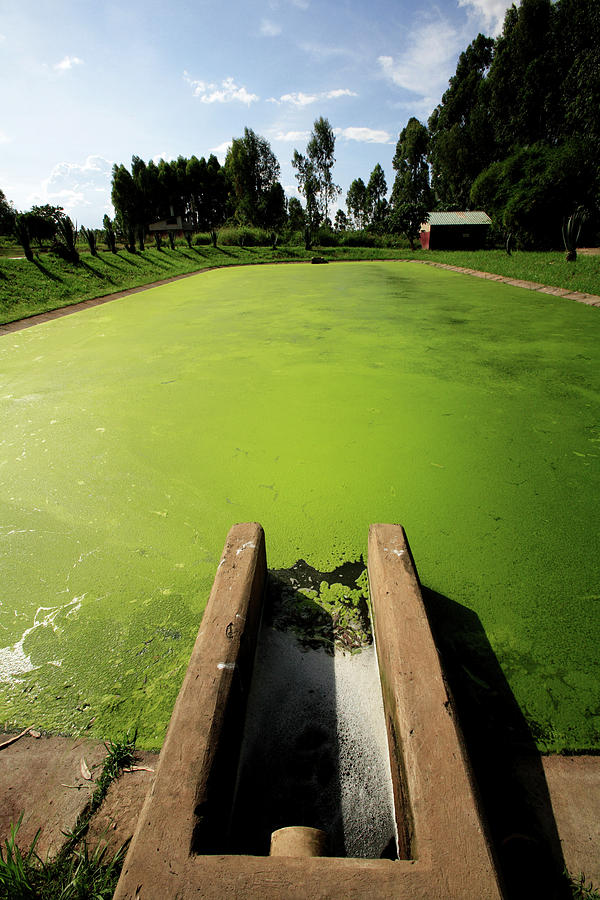 Waste Water Treatment Photograph by Mauro Fermariello/science Photo Library