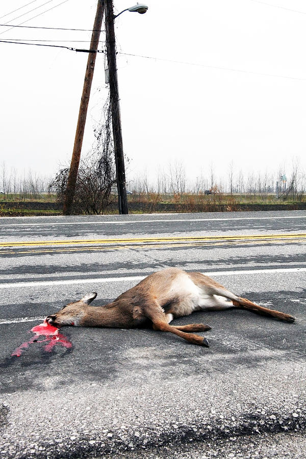 Wildlife Photograph - Wasted Life by Al Blount