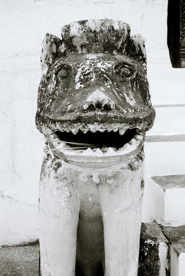 Dog Of Wat Aham  Photograph by Shaun Higson