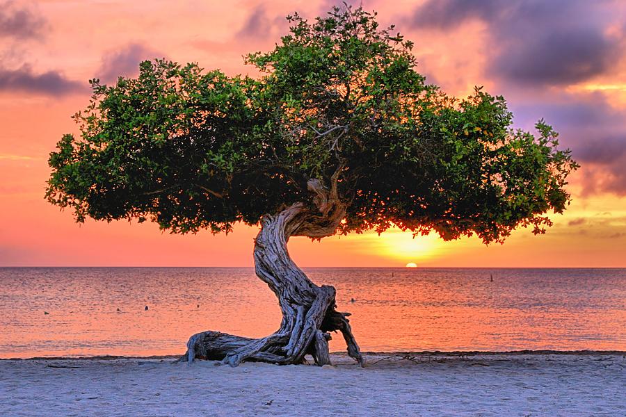 Sunset Photograph - Watapana Tree - Aruba by DJ Florek