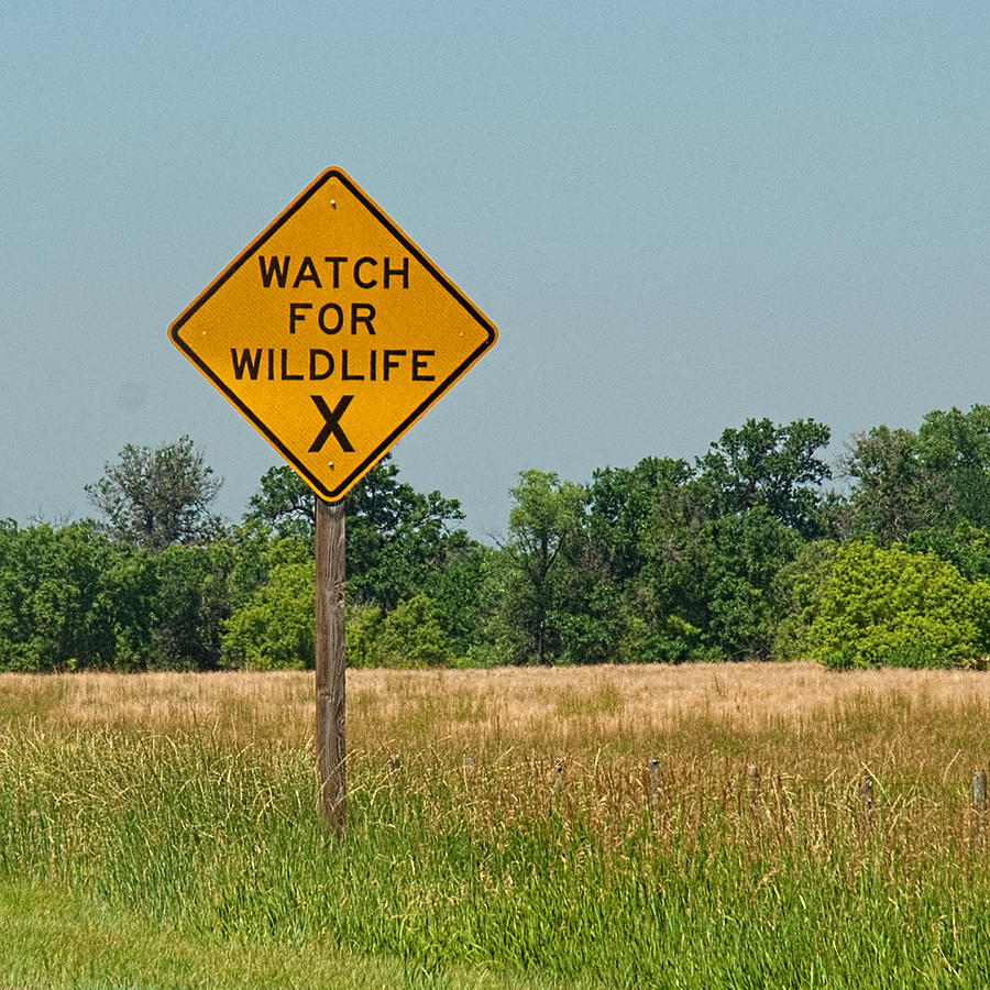 Watch For Wildlife Photograph By Michael Flood