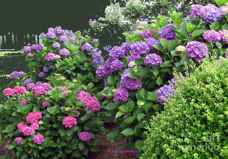 Watch Hill Hydrangea Garden Photograph by Joan Hartenstein | Fine Art ...