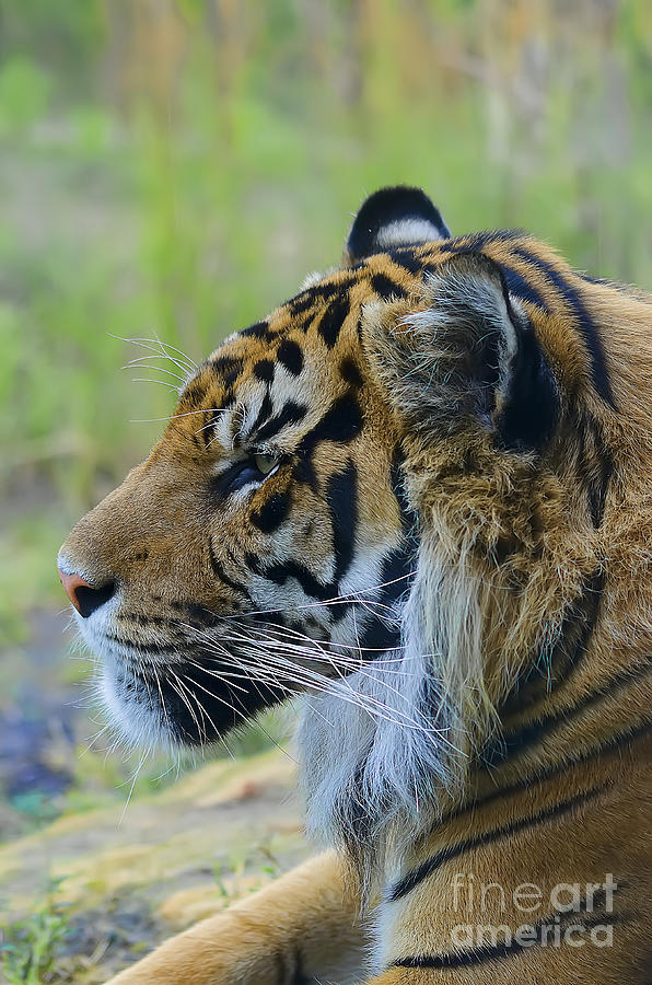 Wildlife Photograph - Sumatran Tiger Resting by Darren Wilkes