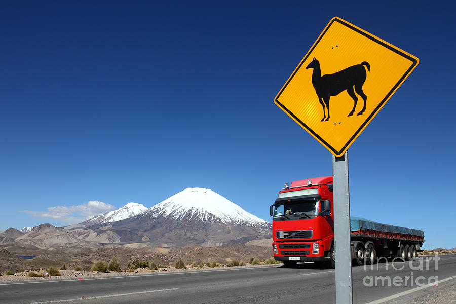 Llama Photograph - Watch Out For Llamas by James Brunker