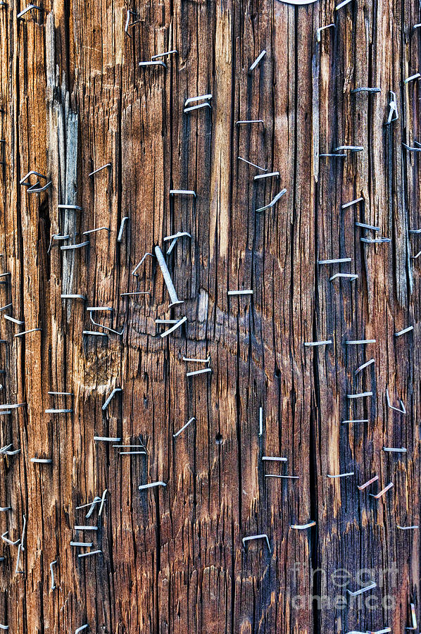 Staples Covering a Telephone Pole Photograph by William Kuta