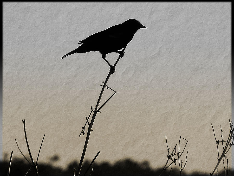 Bird Photograph - Watcher by Cheryl McKeeth