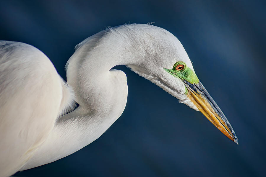 Bird Photograph - Watcher by Nikolyn McDonald