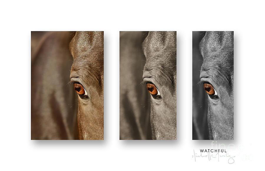 Nature Photograph - Watchful Triptych by Michelle Twohig