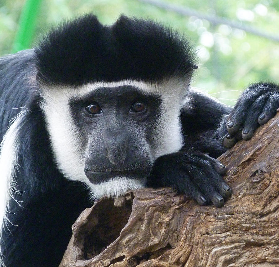 Monkey Photograph - Watchful Black And White Colobus by Margaret Saheed
