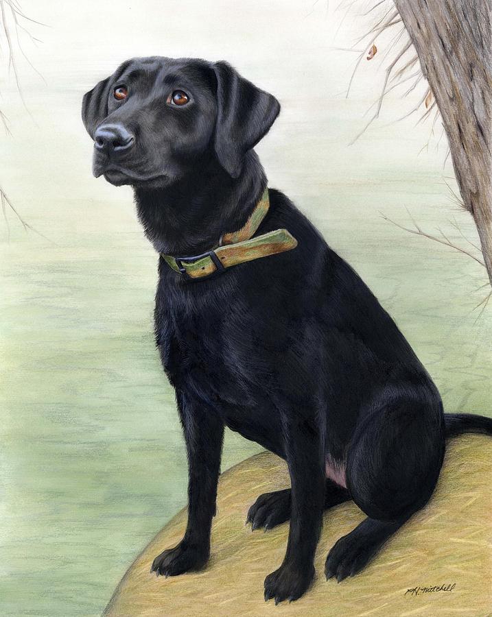 Watchful Black Lab Drawing by Heather Mitchell