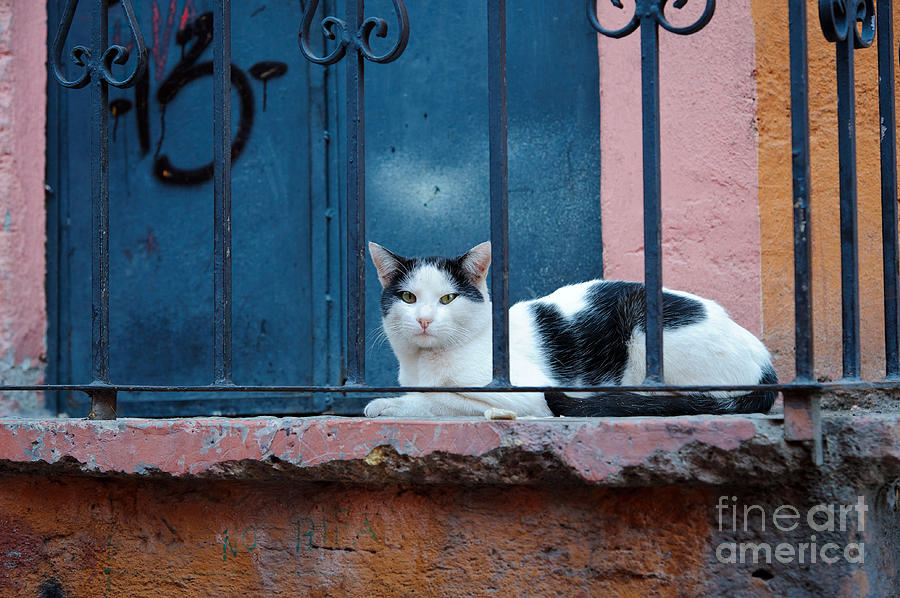 Watchful Cat, Mexico Photograph by John Shaw