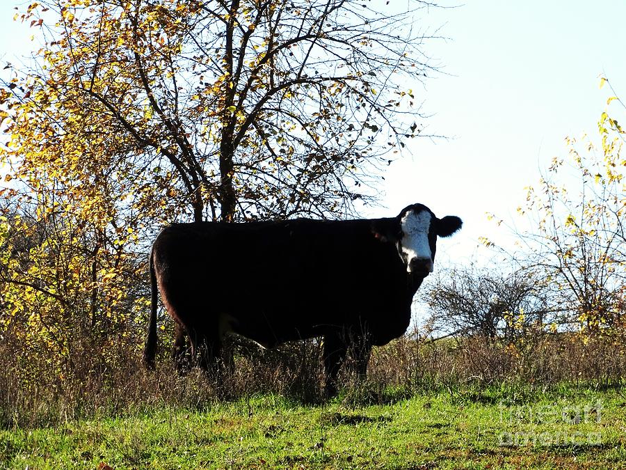Watchful Cow Photograph by J L Zarek