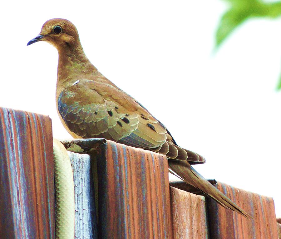 Watchful Dove Photograph by Helen Carson