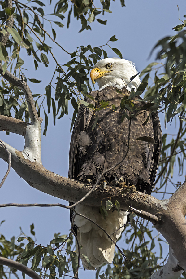Watchful Eagle Photograph by Loree Johnson