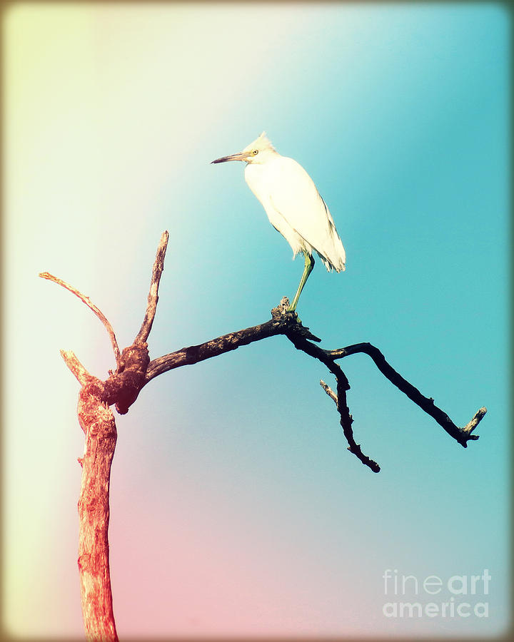 Watchful Egret Photography Light Leaks Photograph by Chris Andruskiewicz