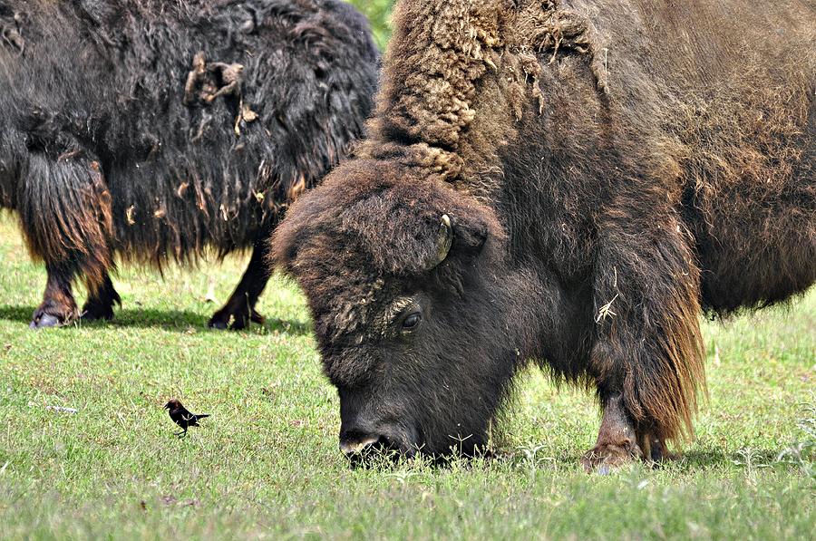 Watchful Eye Photograph by Diana Cannon - Fine Art America