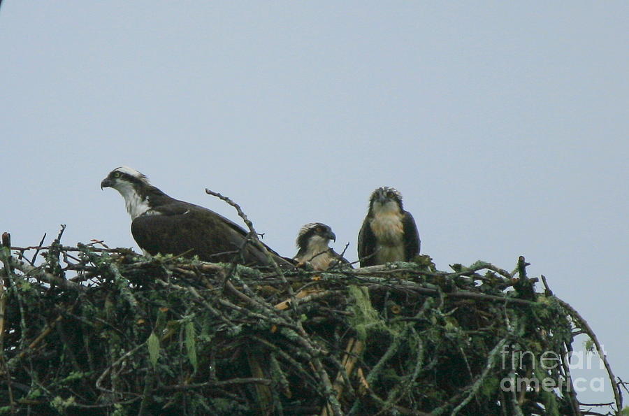 Mother Osprey Watchful Eye  Photograph by Neal Eslinger