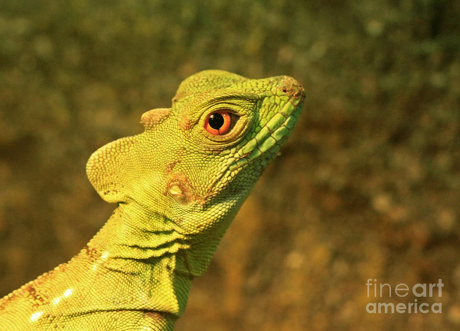 Watchful Eye Of The Green Basilisk Lizard Photograph By Inspired Nature